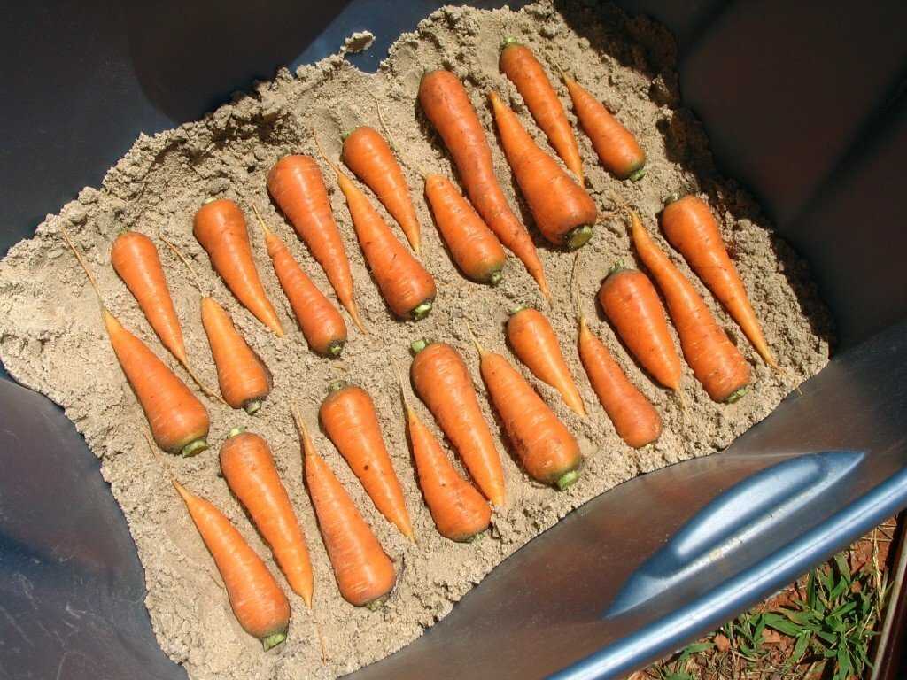 Специалисты рассказали, как правильно хранить морковь
